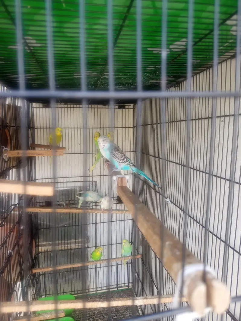 Bajeri Parrot — photo 2