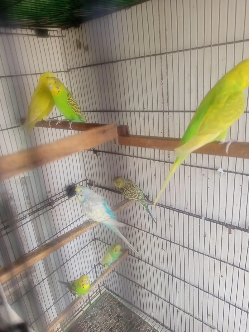Bajeri Parrot — photo 3
