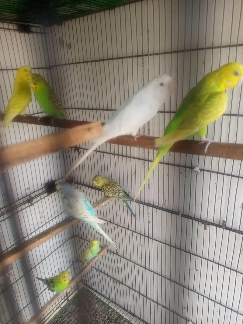Bajeri Parrot — photo 4