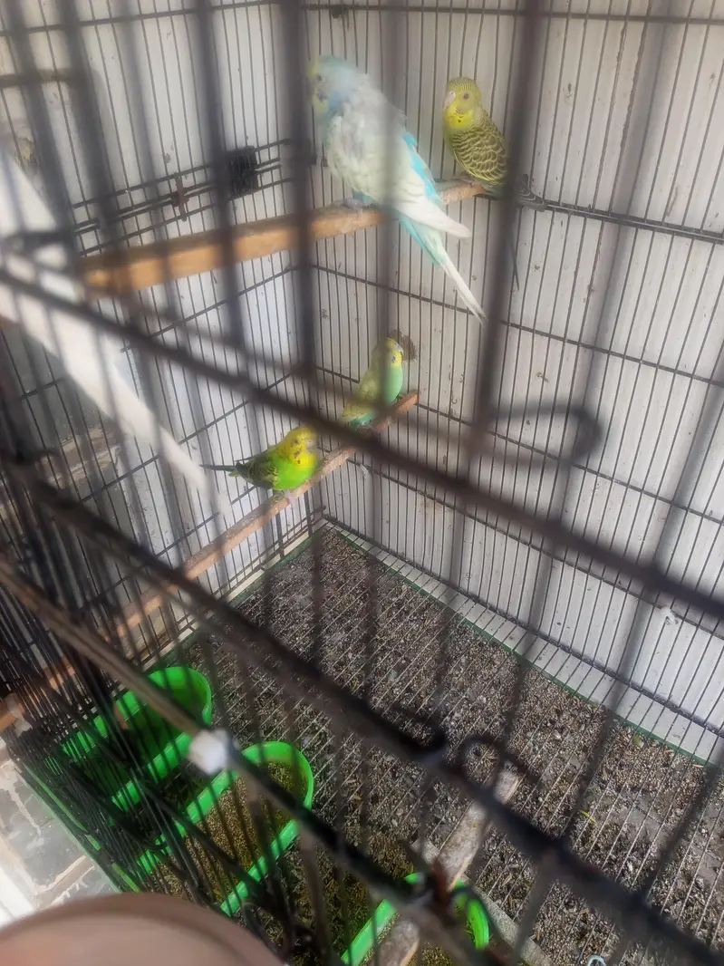Bajeri Parrot — photo 5