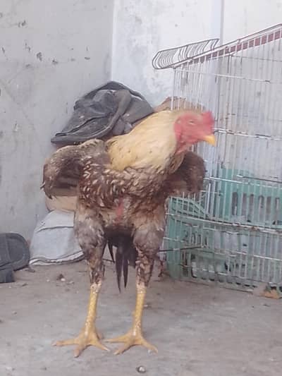 Pure Aseel Jawa Murgha