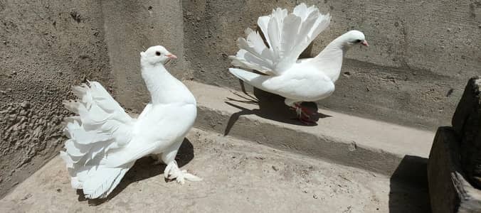 lucky kabotar for sale  2000 per pair