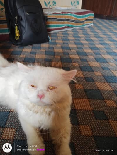 Persian cat pair for sale