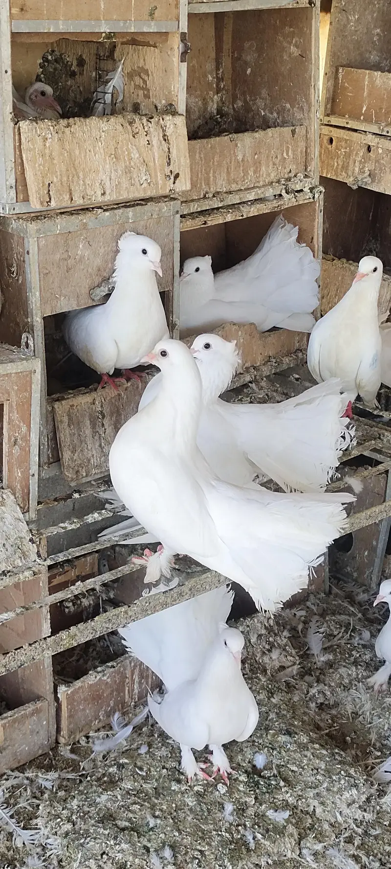 lakka kabootar pair — photo 2