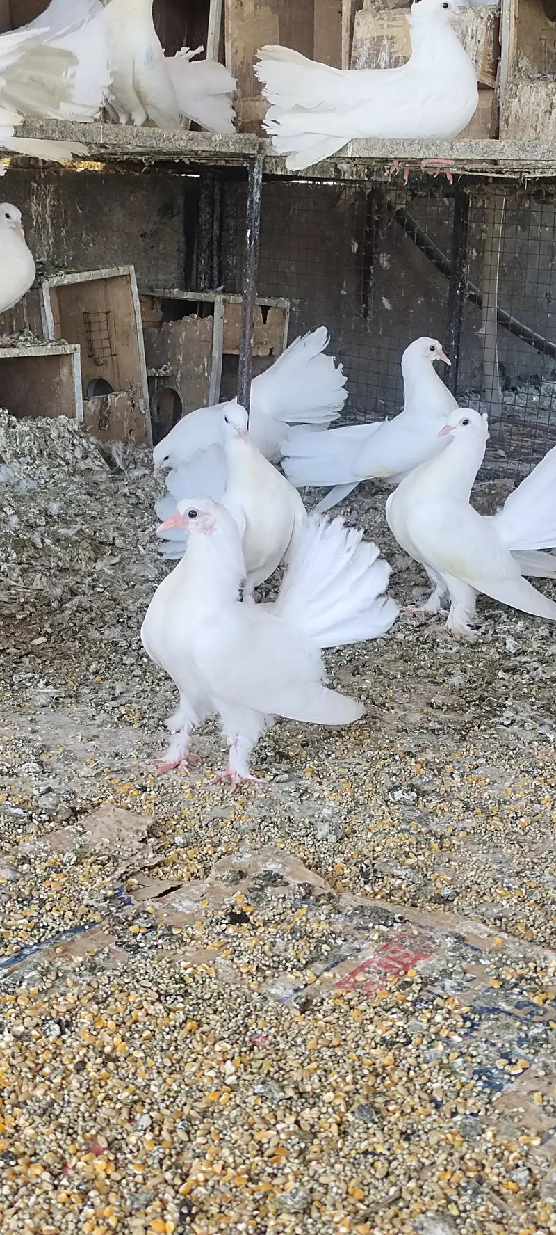 lakka kabootar pair — photo 4