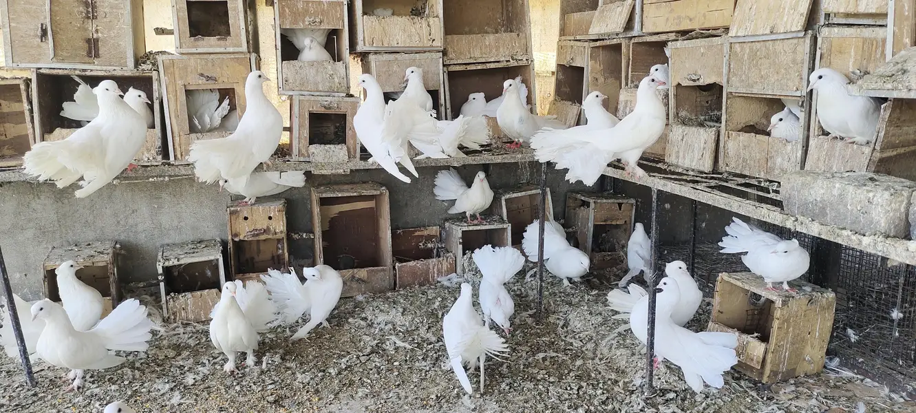 lakka kabootar pair — photo 5