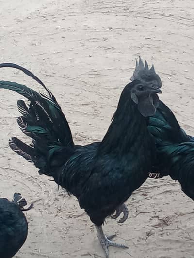 ayam cemani bridr pir. 03239652384  & eggs