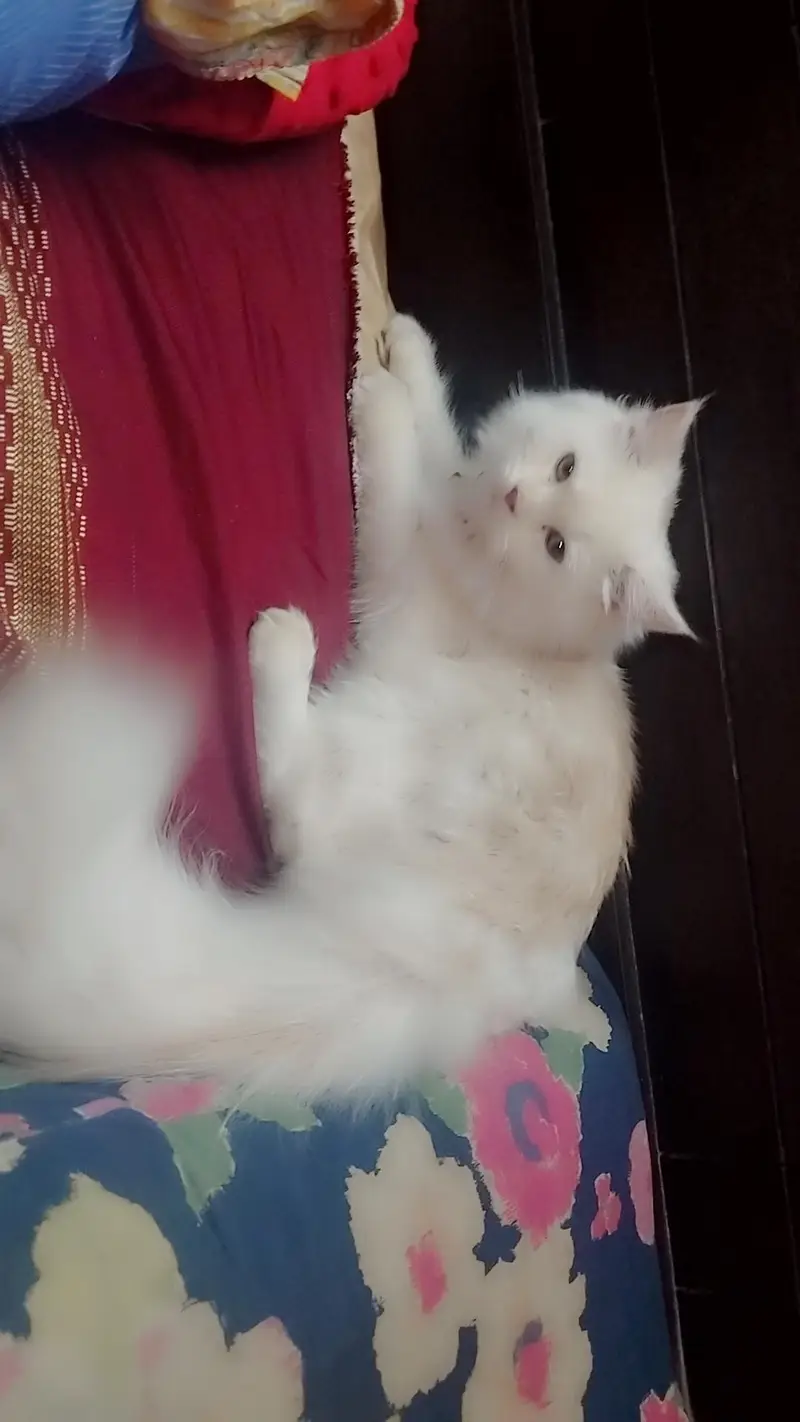 Persian cat