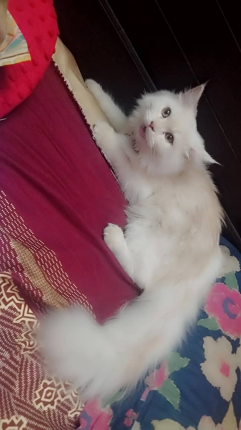 Persian cat 1