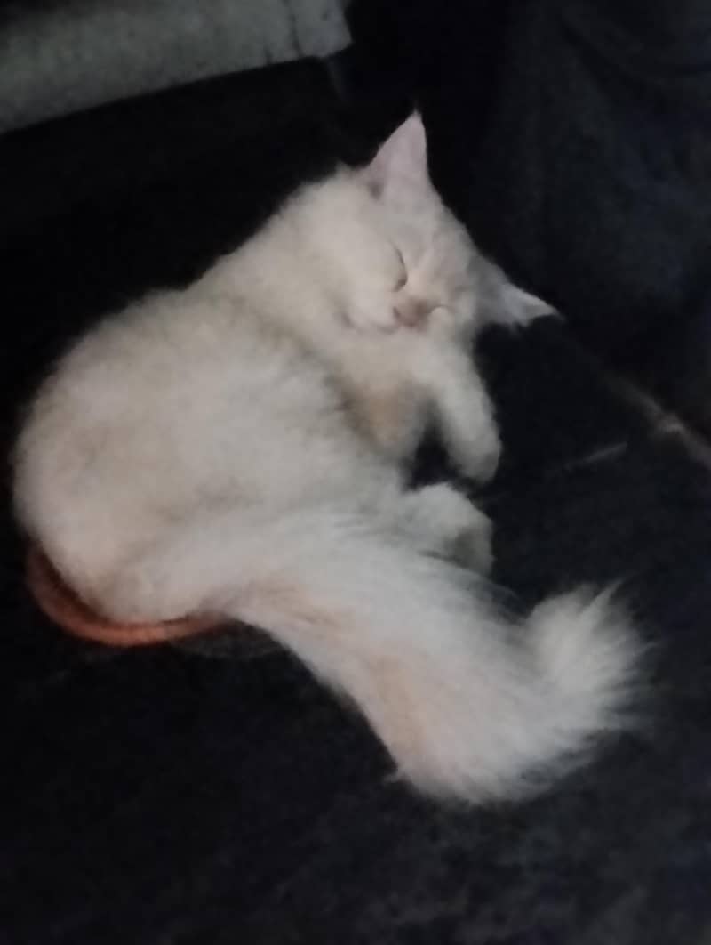 Persian cat 2