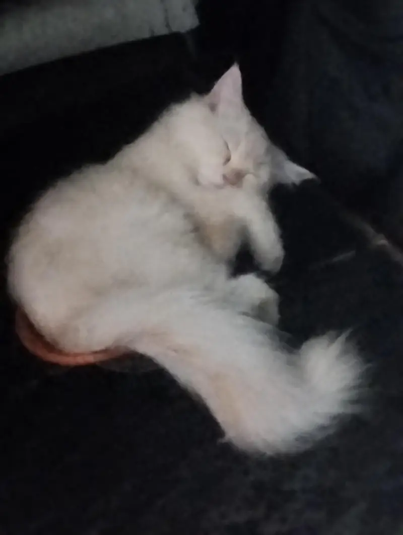 Persian cat — photo 3