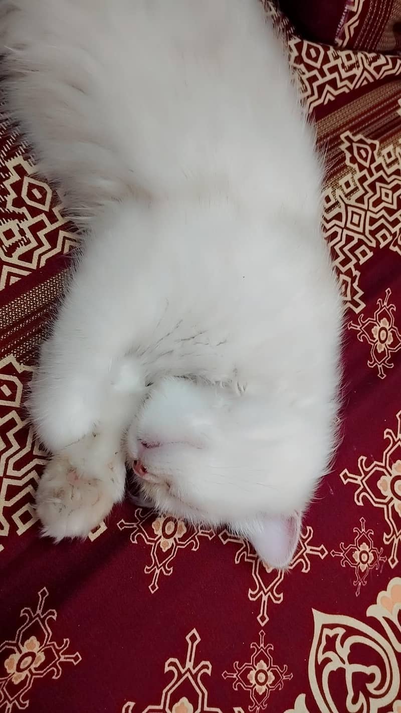 Persian cat 3