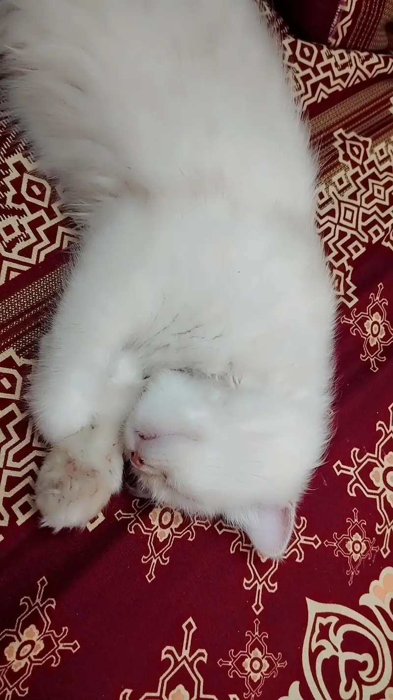 Persian cat — photo 4