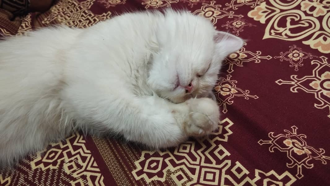 Persian cat 4