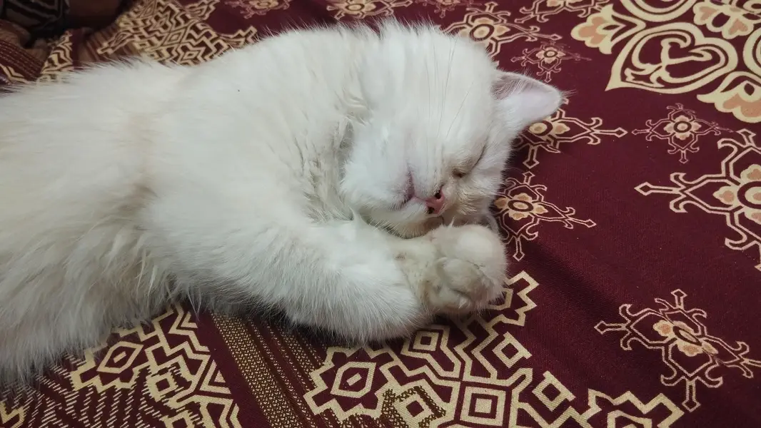 Persian cat — photo 5