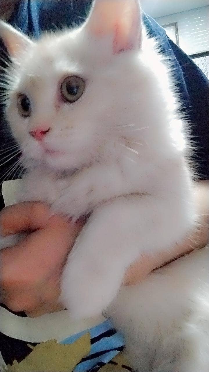 Persian cat 5