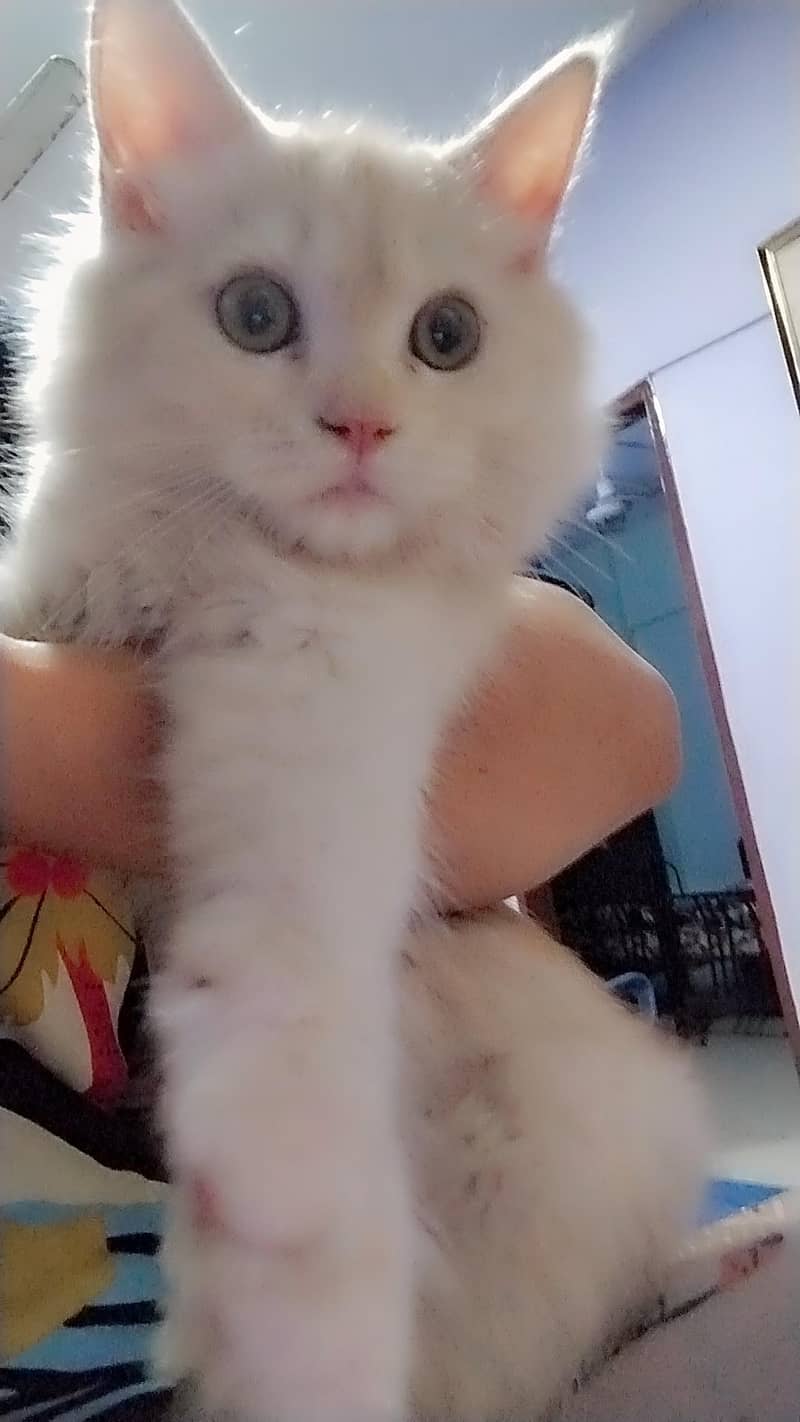 Persian cat 6