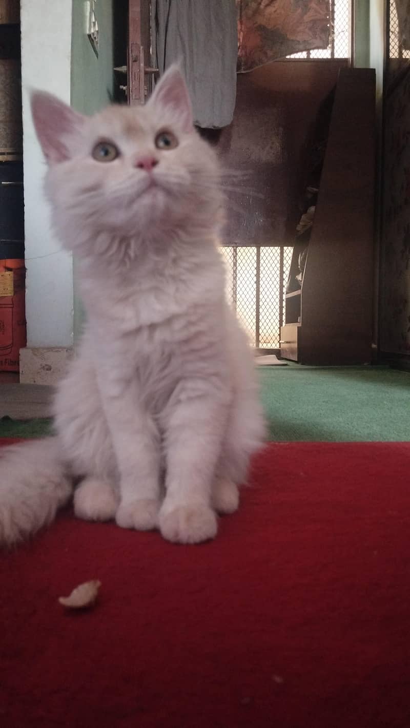 Persian cat 7
