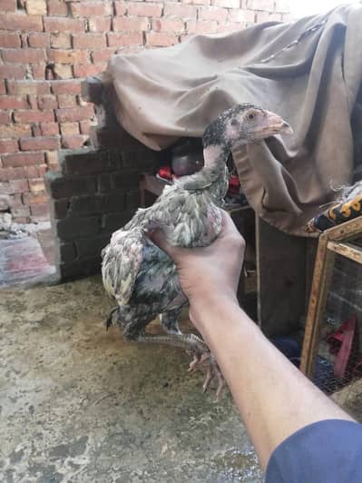 aseel chicks  urgent for sale