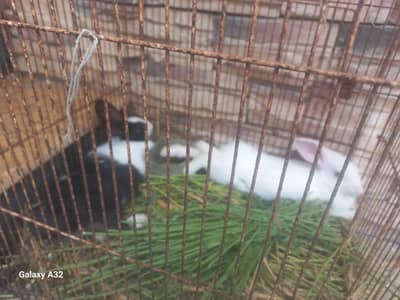 selling 2 Rabbit in just Rs 1799