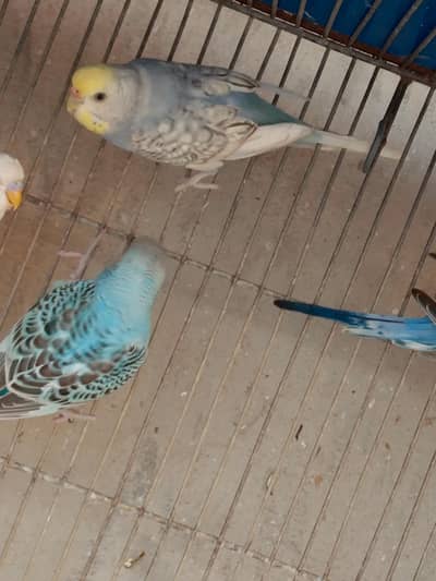 spangle female for sale