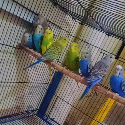 Budgies Parrot Australian