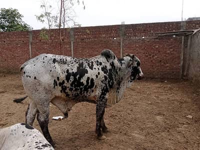 Qurbani 2026 | Bachra | Wacha | bull | Bachry | Desi bachrae | Bulls
