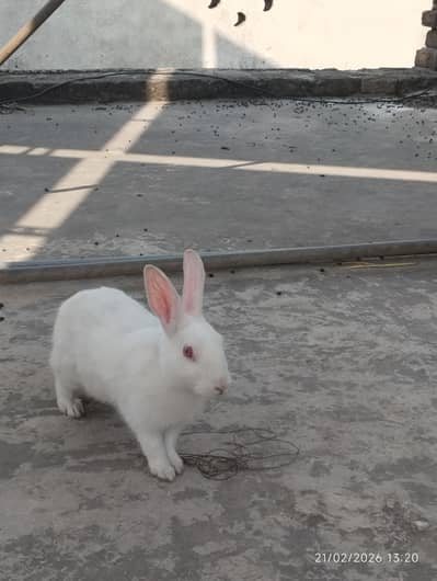 White bunny for sale