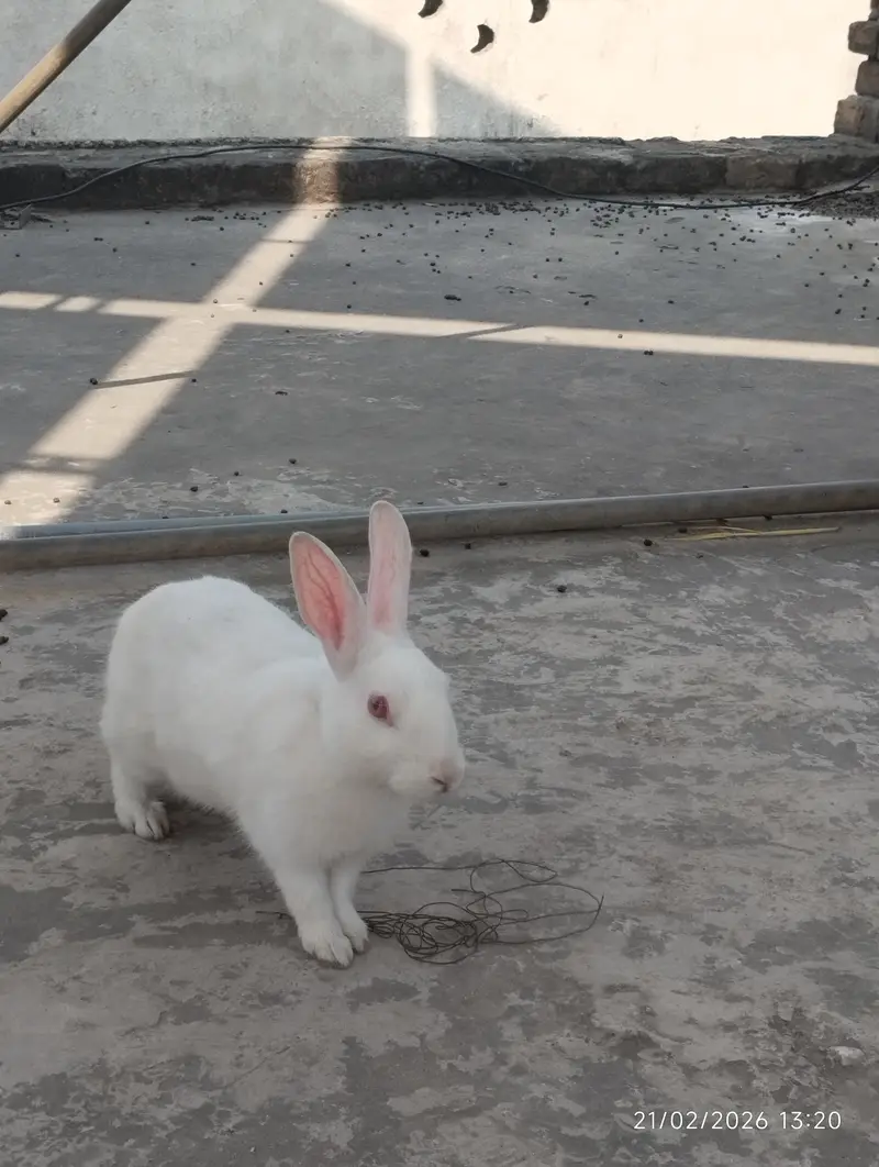White bunny for sale