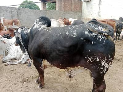 Qurbani 2026 | Bachra | Wacha | bull | Bachry | Desi bachrae | Bulls