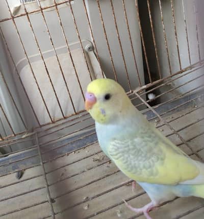 Budgies red eye and dilutepathay for sale