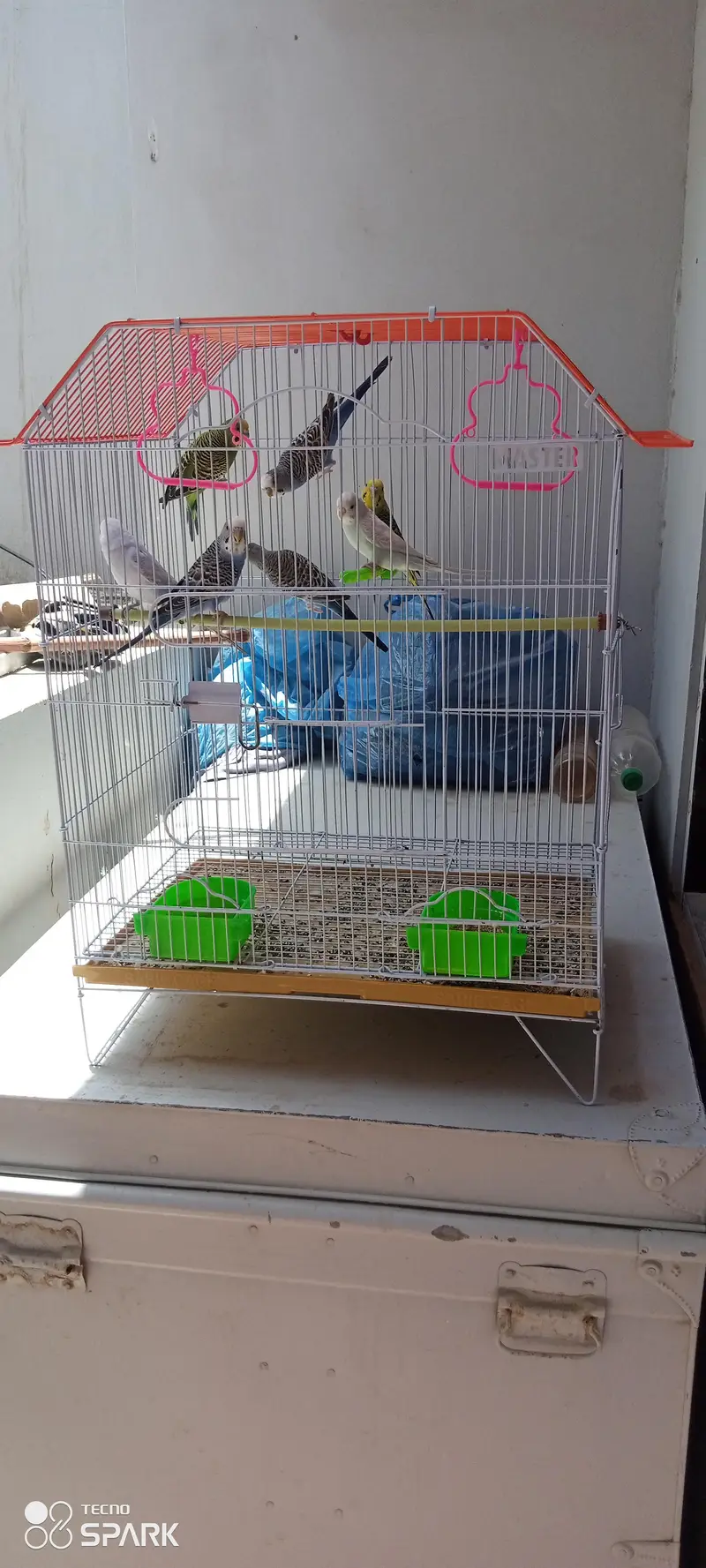 parrots with cage — photo 5