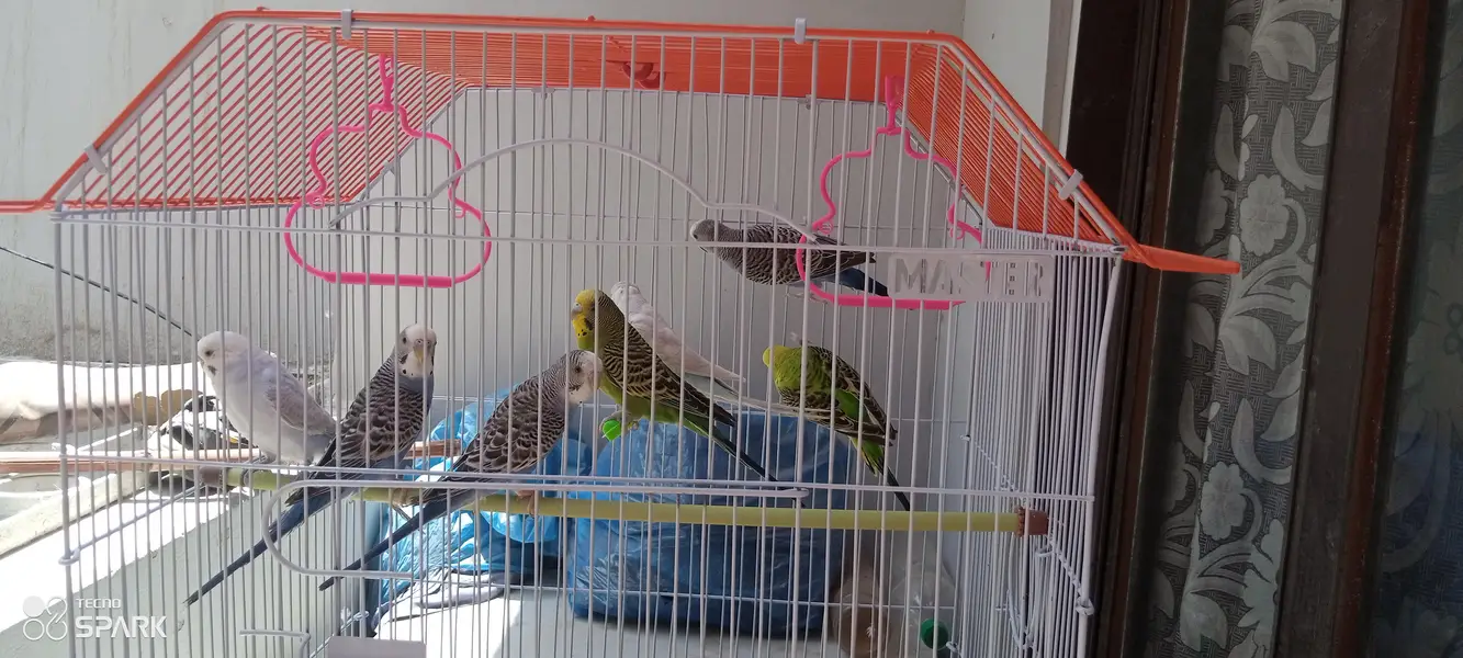 parrots with cage — photo 6