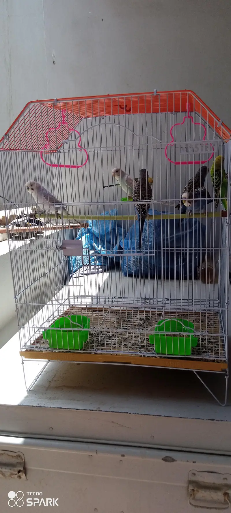 parrots with cage — photo 7