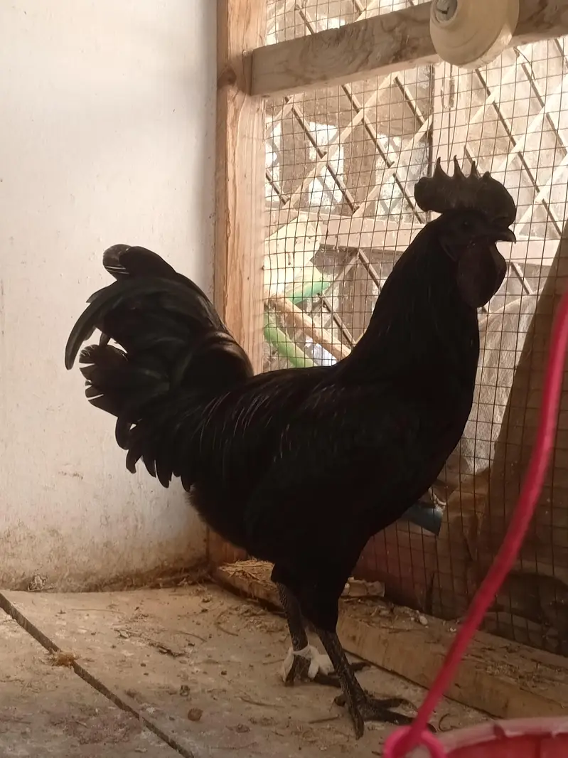 ayam cemani chicks — photo 2