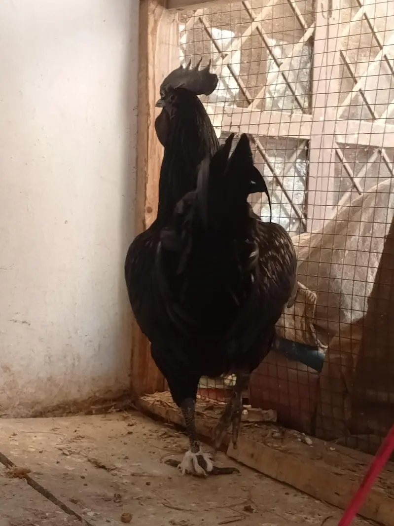 ayam cemani chicks — photo 3