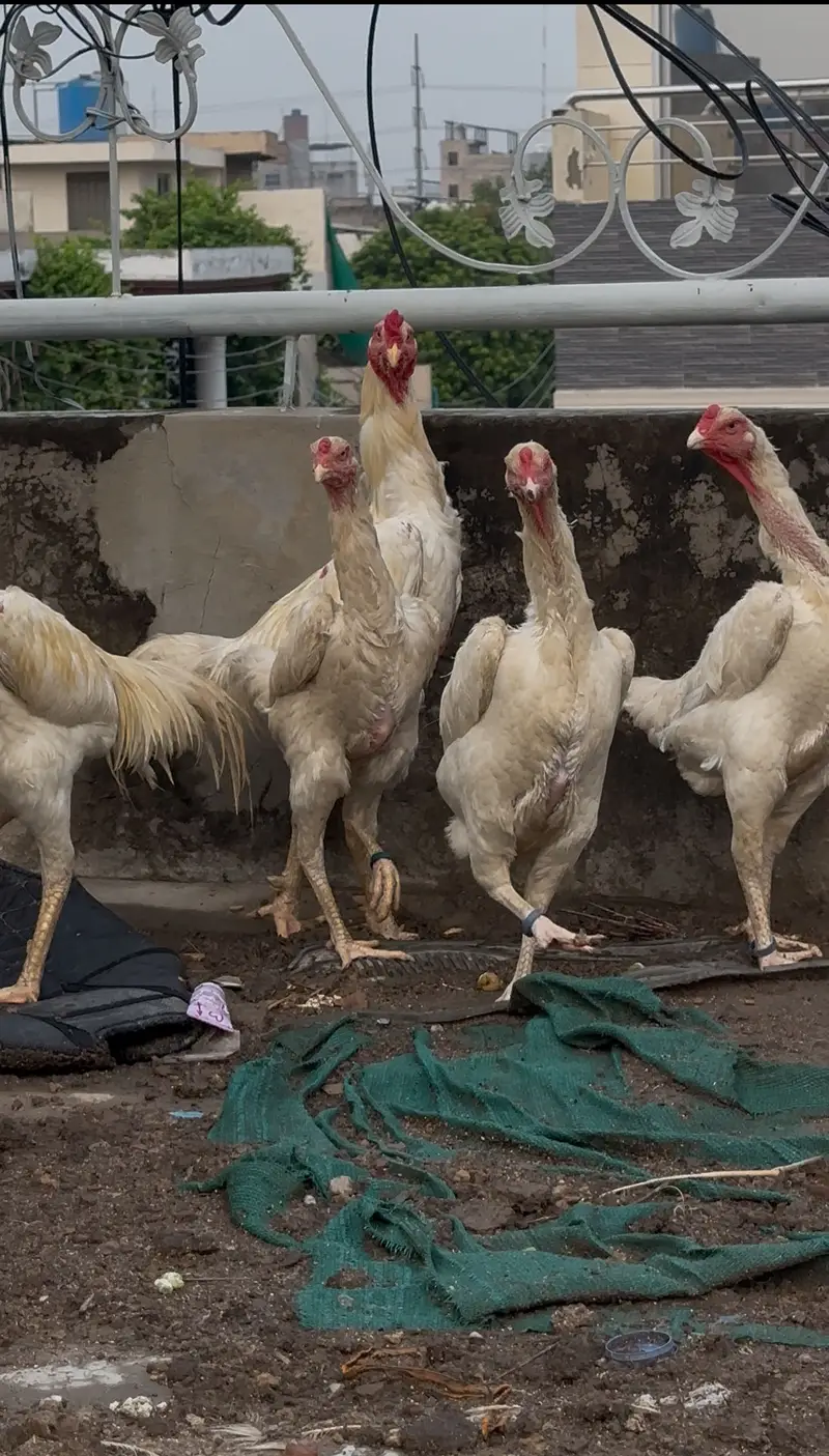 White shamo chicks — photo 4