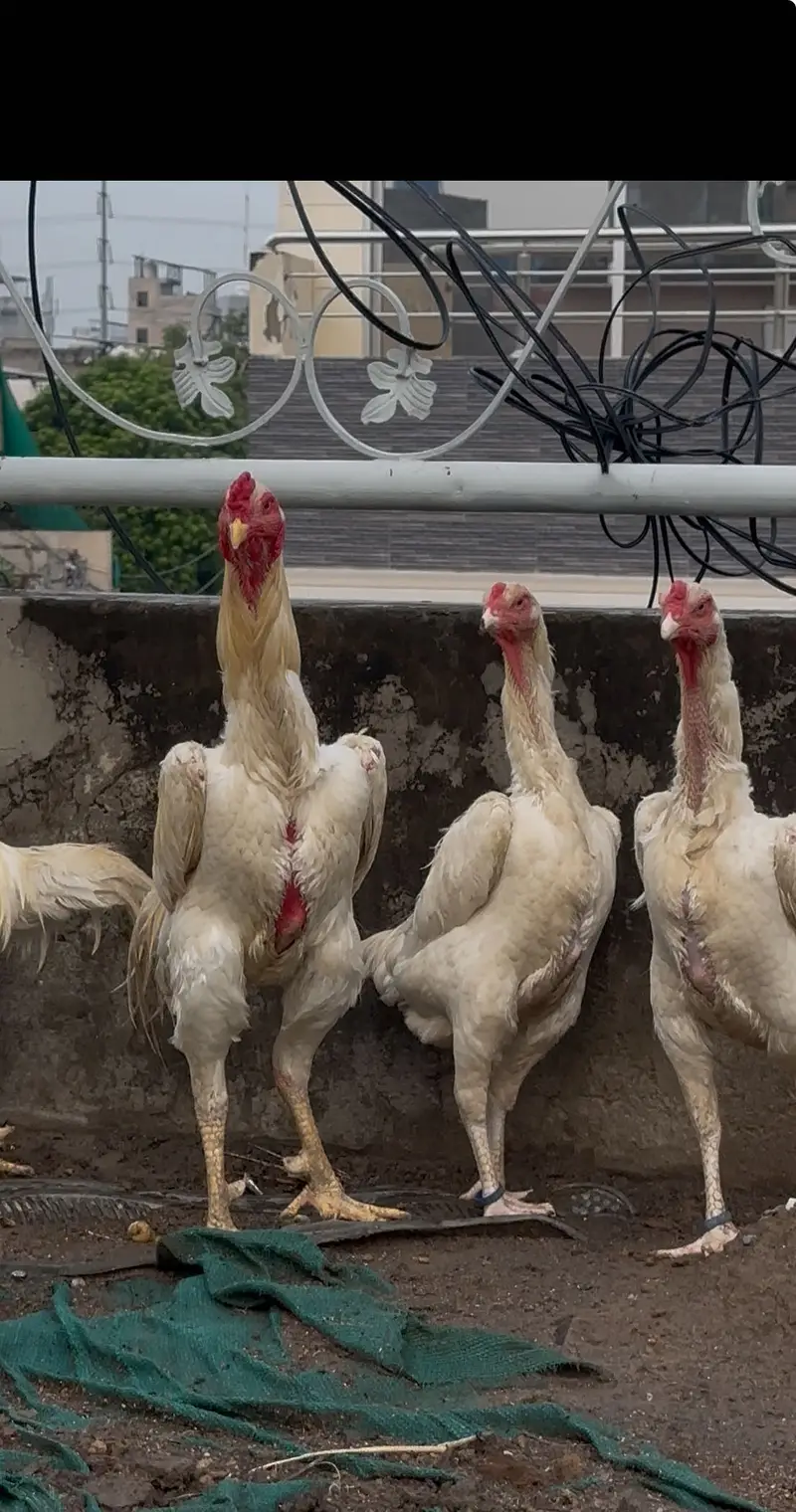 White shamo chicks
