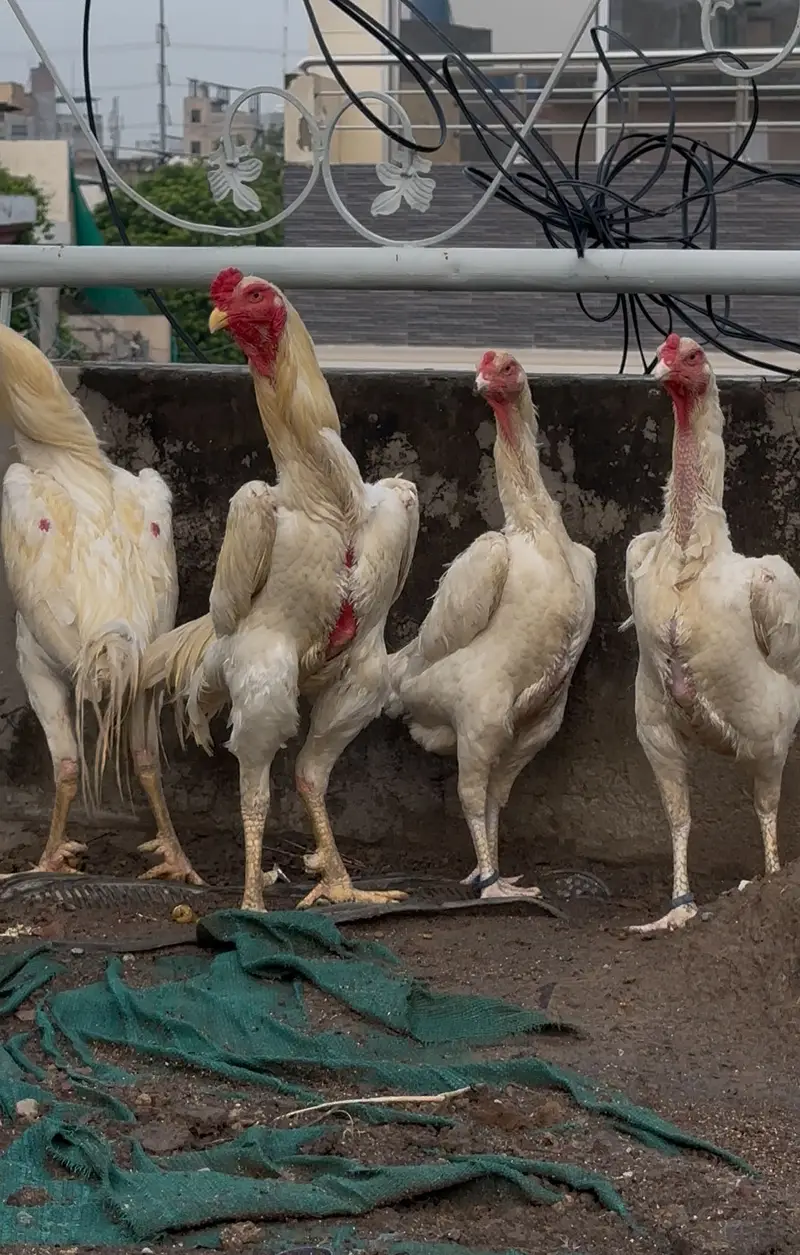 White shamo chicks — photo 5