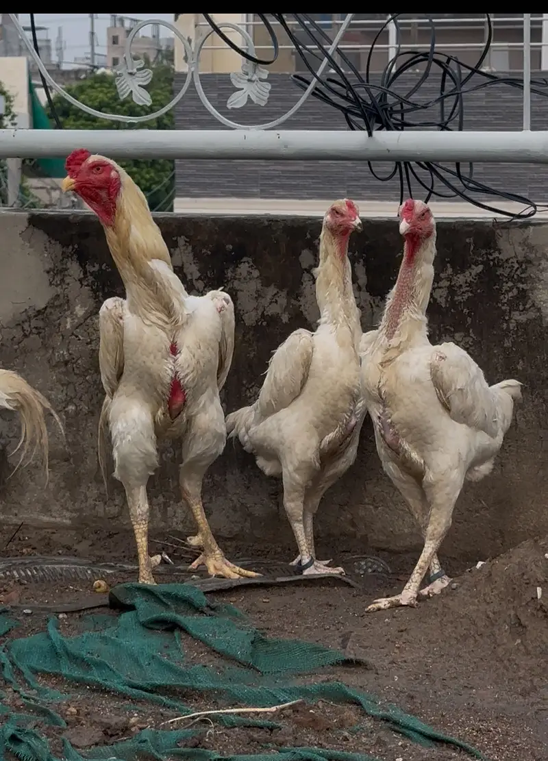 White shamo chicks — photo 6