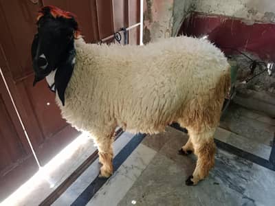chatra for sale