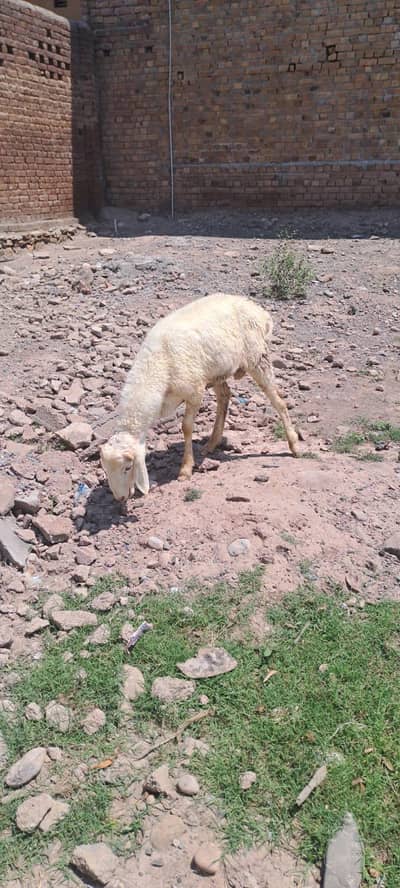 Sheep dumba