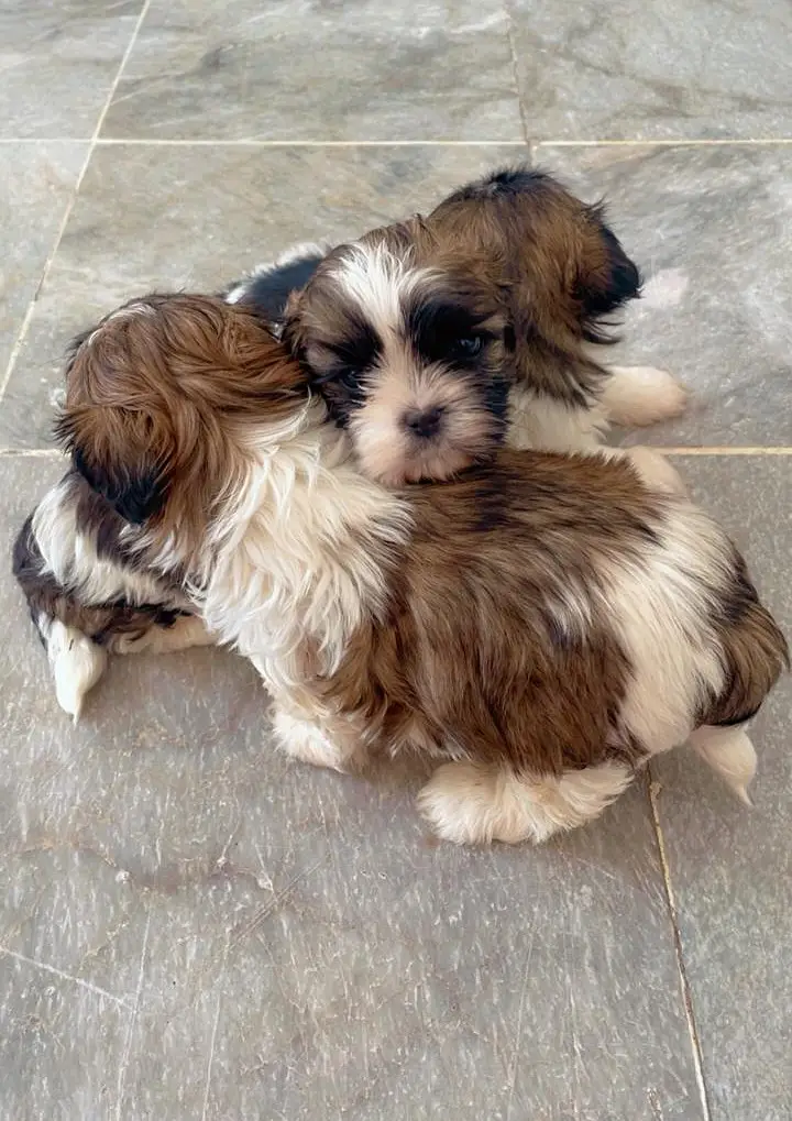 Shih tzu pair — photo 2