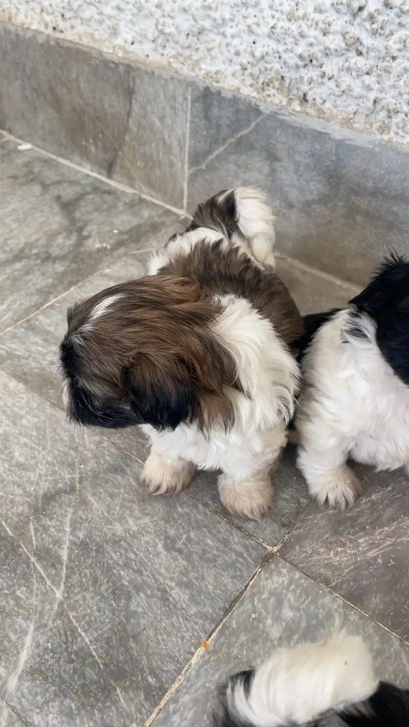 Shih tzu pair — photo 3