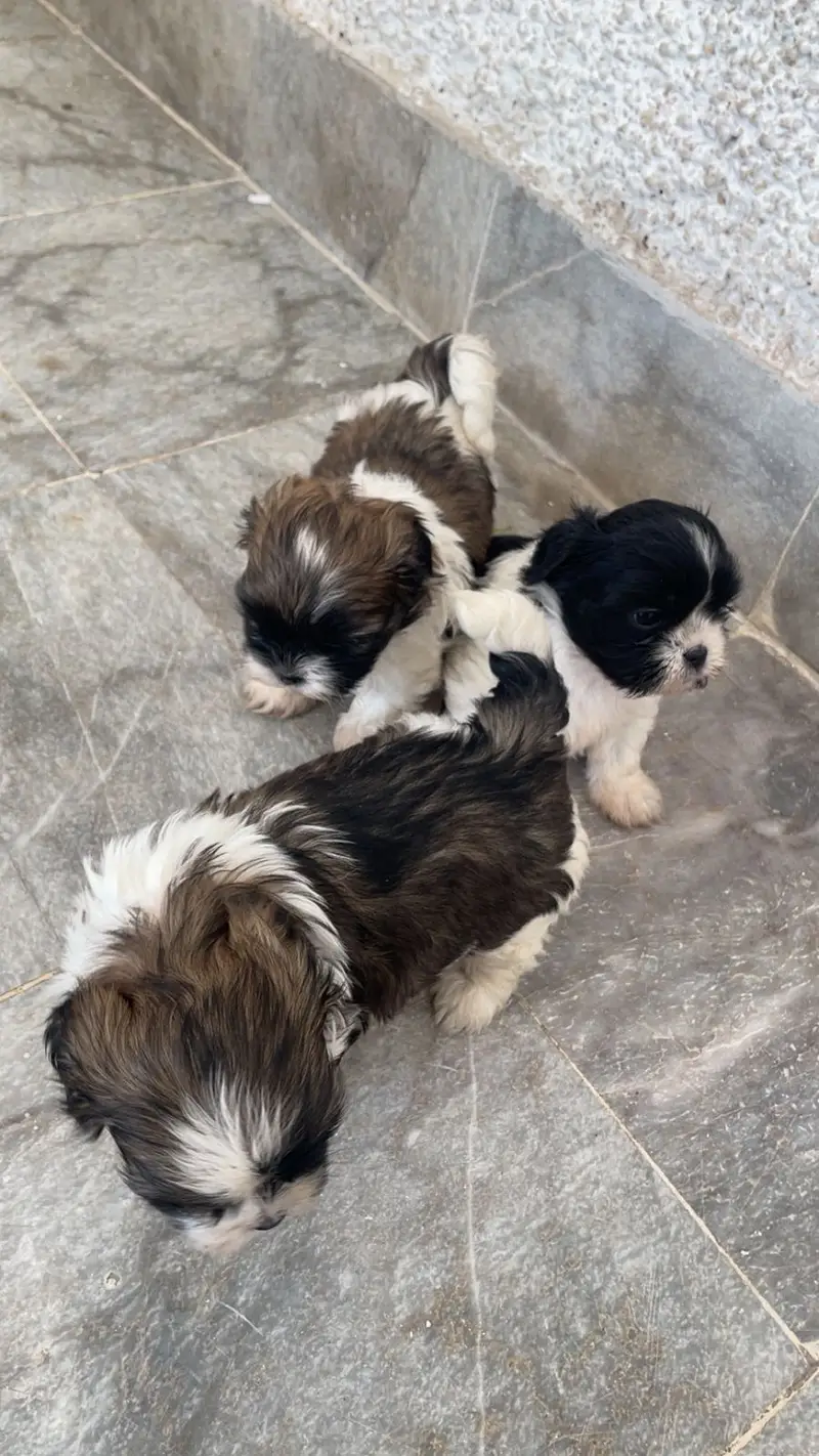 Shih tzu pair — photo 4