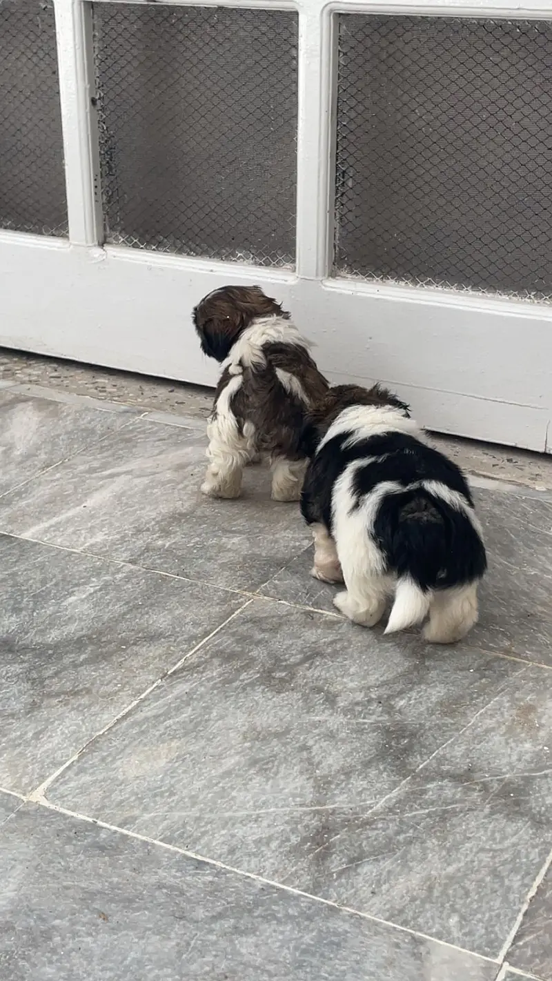 Shih tzu pair — photo 5