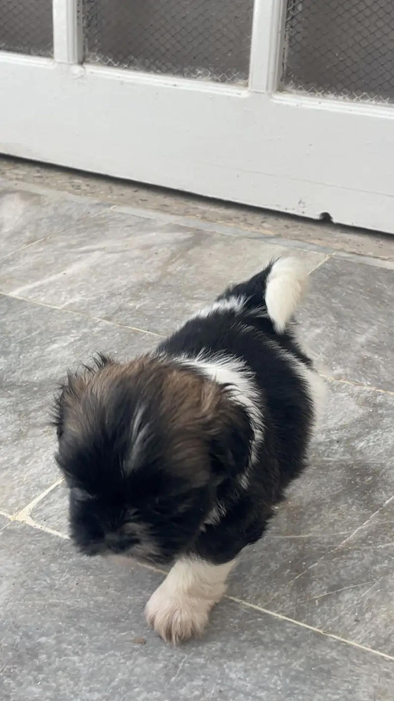 Shih tzu pair — photo 6