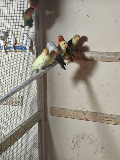 Love Birds for sale