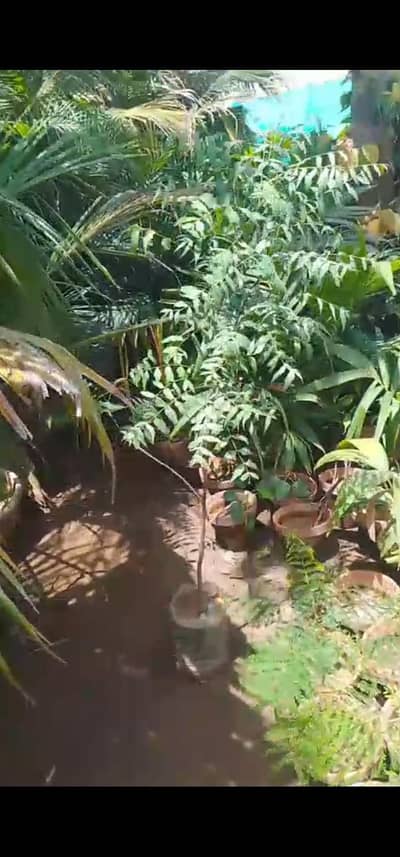 Neem plants for sale