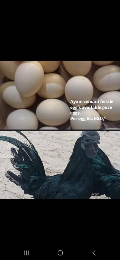 Ayam cemani eggs available